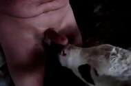 Sucking animal sex