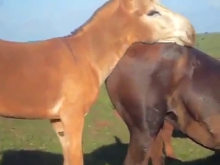 Donkey in a zoo sex tape, fucking a hot mare