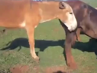 Donkey in a zoo sex tape, fucking a hot mare