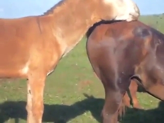 Donkey in a zoo sex tape, fucking a hot mare