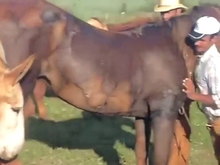 Donkey in a zoo sex tape, fucking a hot mare