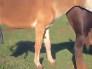 Donkey in a zoo sex tape, fucking a hot mare