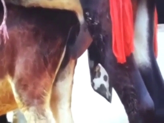 Donkey fucking in voyeur-style bestiality porn vid