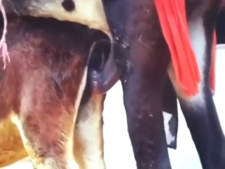 Donkey fucking in voyeur-style bestiality porn vid