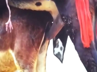 Donkey fucking in voyeur-style bestiality porn vid