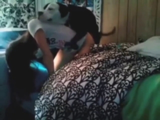 Dog in bestiality sex vid with lots of doggystyle