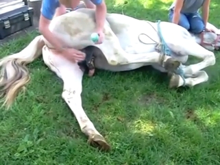 Horse featured in a zoophile porn leak, it's hot