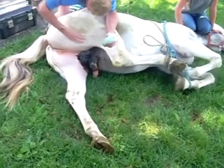 Horse featured in a zoophile porn leak, it's hot