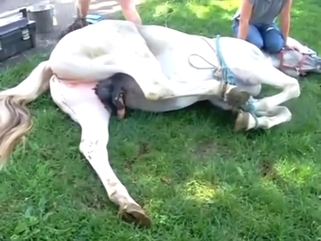 Horse featured in a zoophile porn leak, it's hot