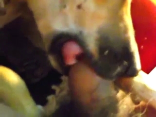Dog blowjob in a bestiality porn video with moans