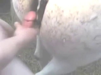 Cumshot for a mare in a zoo porn leak scene