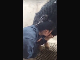 Chinese lady puts a pig's penis in her mouth today