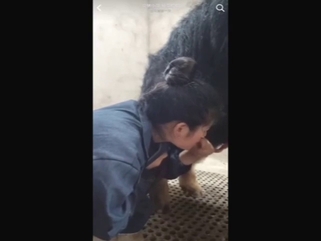 Chinese lady puts a pig's penis in her mouth today