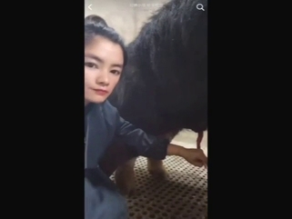 Chinese lady puts a pig's penis in her mouth today