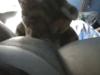 Tiger plushie worshipping that girl's wet pussy