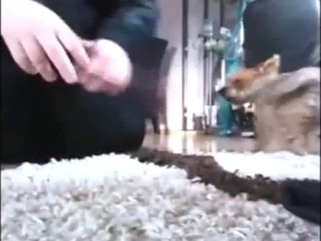 Deranged zoophile vs tight Yorkie pussy