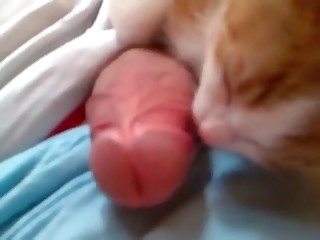 Kitty is licking a nice dick