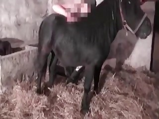 Black pony enjoys a zoo porn