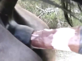 Dude exploring a stallion's gay asshole here