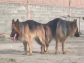 Dogs decide to fuck each other in a hot movie