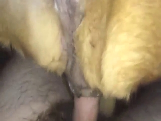 Sexy furry beast is going to get fucked in POV