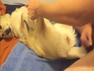 Dog with sensitive nips fucking a hot dude