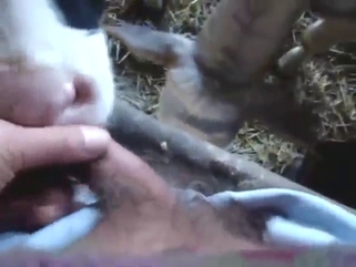 Dude lets this calf EAT his dick with real zeal