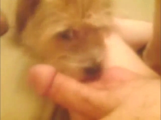 Sexy animal licking that zoophilic pussy hard