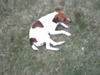 Autofellatio doggo sucking its own juicy peen