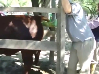 Semen collection in a taboo zoophilic movie