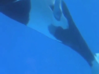 Orca fucking with lots of swirling and deep dicc