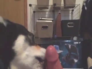Corgi dog getting off due to a nice fellatio