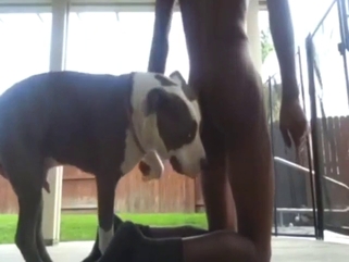 Dude is grunting with a dog cock deep inside