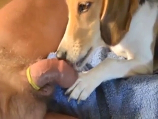 Dog enjoys licking his mighty cock on camera