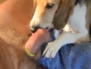 Dog enjoys licking his mighty cock on camera