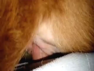 Passionate cumshot scene with a horny beast