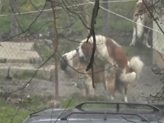 Saint Bernard fucking recorded outdoors