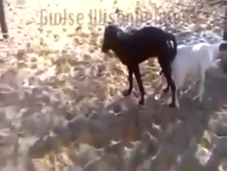 Dog and goat sex scene with a hot seduction