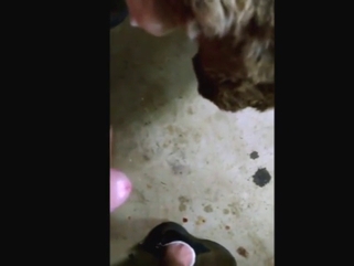 Rabbit fucking in bestiality sex content, all wild