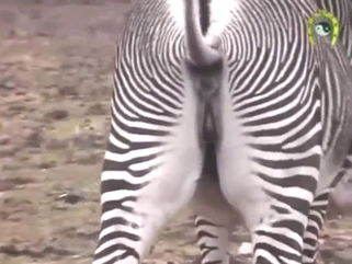 Exposed zebra pussy in hot bestiality porn