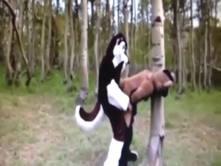 Something of a bestiality porn vid: furry anal