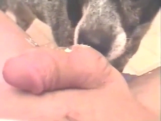 Crazy zoophile porn with a sexy dog licking dick