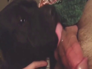 Black pitbull in a zoo sex scene with hot licking