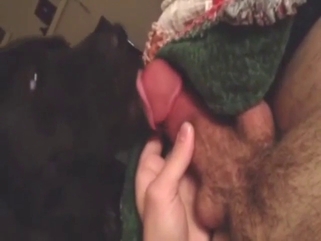 Black pitbull in a zoo sex scene with hot licking