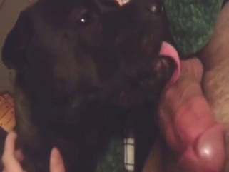 Black pitbull in a zoo sex scene with hot licking