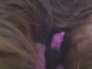Dog in a zoo porn video with hot close-ups