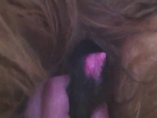 Dog in a zoo porn video with hot close-ups