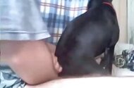 Doggy animal porn