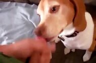 Dog Sex Zoo