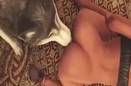 Zoo Porn Clips and Animal Sex